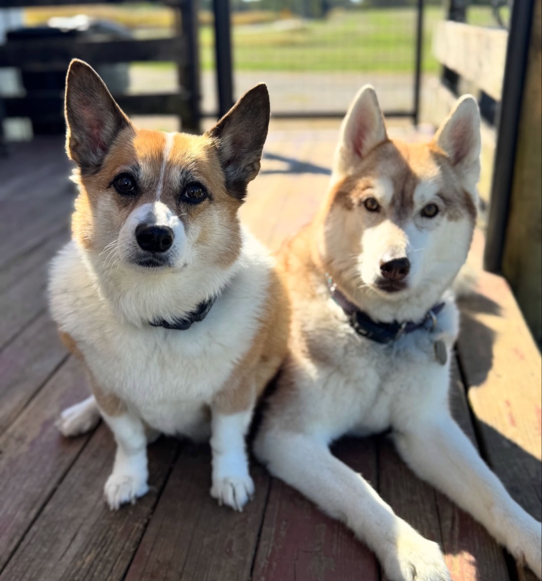 A corgi and a husky on the deck during a dog boarding stay