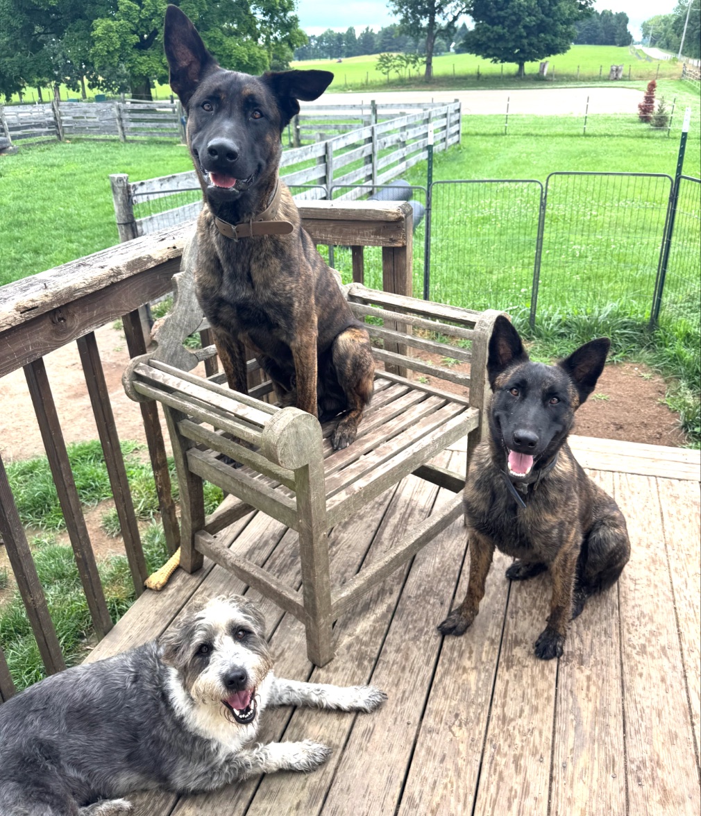 Three boarding dogs relaxing on the farm's deck